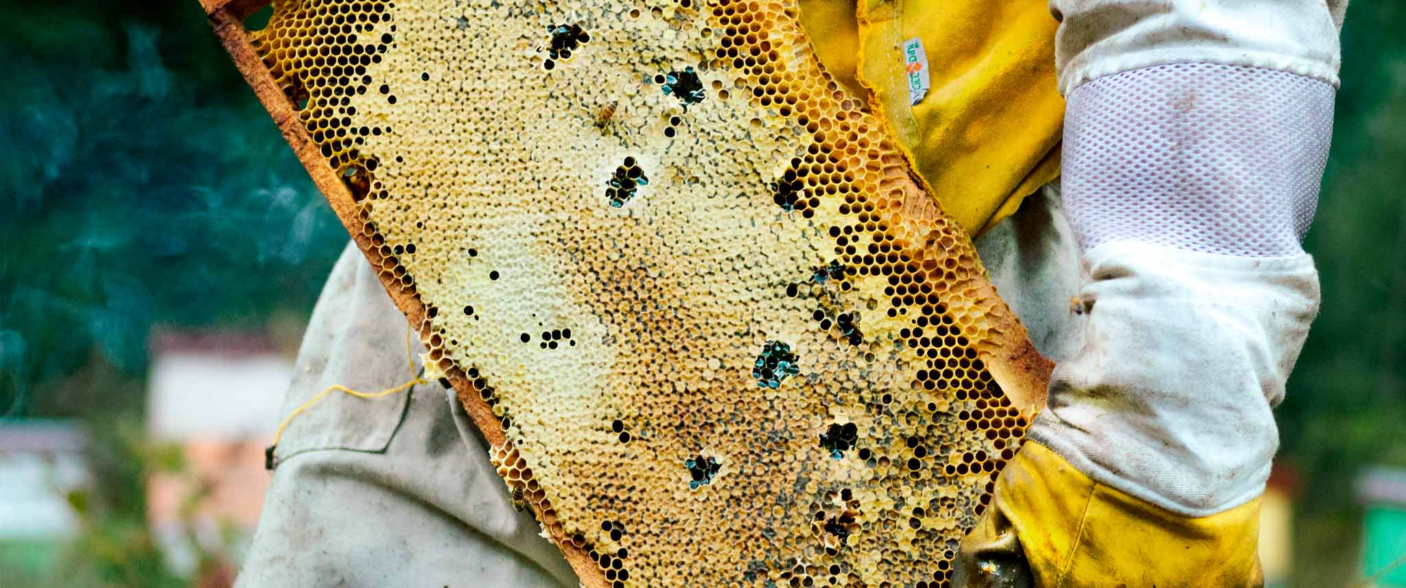 Productores de miel Reina Madre
